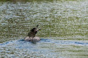 The fish eating loon, vocalizing right after dinner. Is that a thank you?